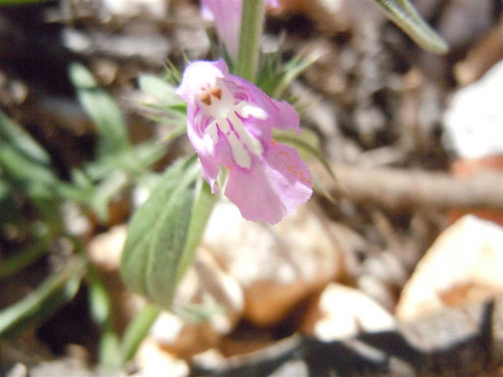 Colle Rotondo (AQ) : Galeopsis angustifolia